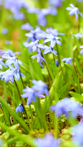 Blue scilla flowers blooming in the spring garden on the Alpine hill. Beautiful blue spring flowers on a sunny day. Close-up vertical b-roll footage.