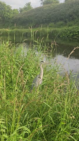 A patient Grey Heron stands silently amidst the tall grass near water under the rain, a common and serene sight in the Irish countryside. Perfect for nature and calm themes.