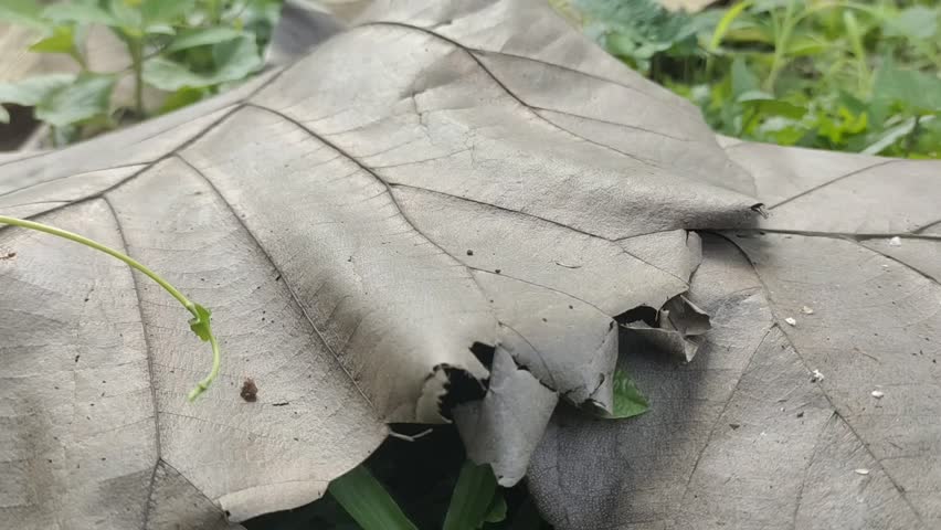 Dry teak leaves on ground swarming with red ants, natural forest floor scene, daytime