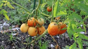 Fresh Tomatoes Picked After the Rain. Florida, May 20, 2025 - Powered by Shutterstock - Get 15% off with code: PIKWIZARD15
