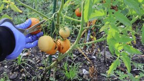 Washed by Rain, Gathered by Hand: A Cluster of Garden Tomatoes. Florida, May 20, 2025 - Powered by Shutterstock - Get 15% off with code: PIKWIZARD15