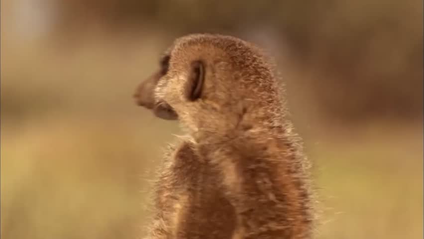 Close up of a Meerkat