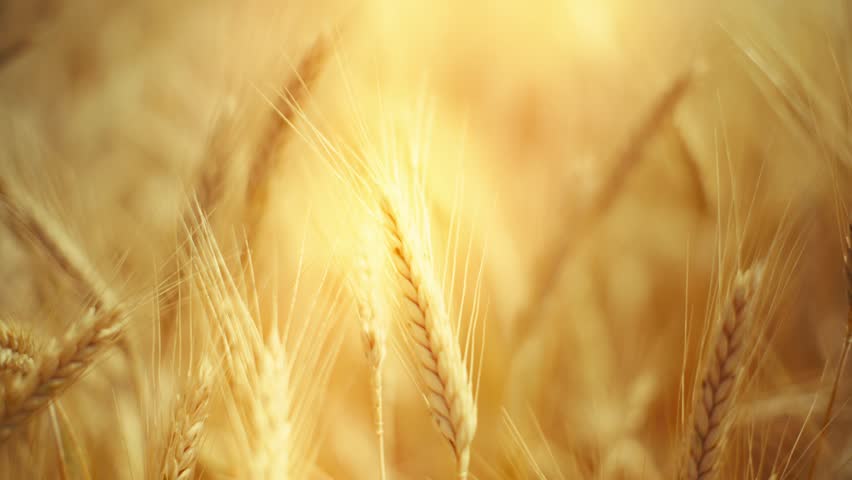 Sunlight on ripe wheat – a simple, beautiful moment in nature. Hints of fresh bread and the bounty of the land.