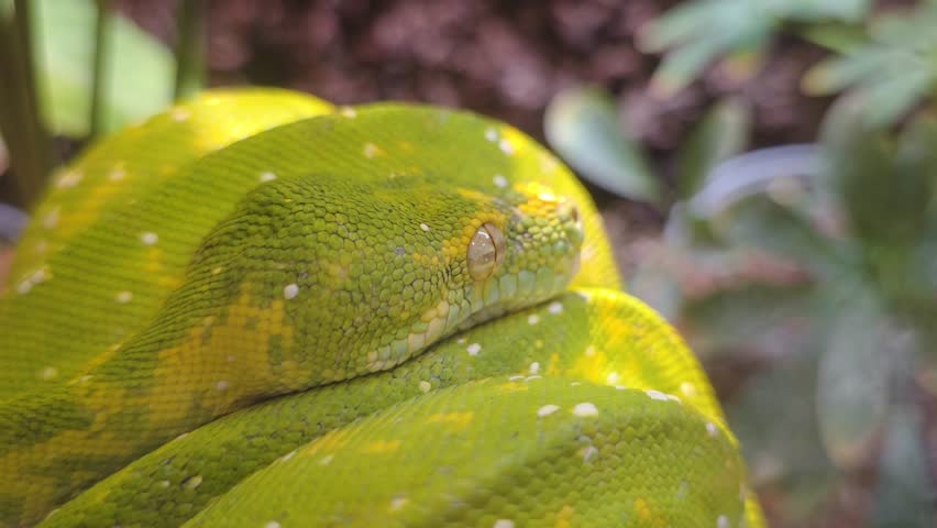 A macro detail shot of a resting green tree python