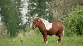 A miniature horse stands calmly in a lush green field surrounded by trees. The sun is shining, and the horse enjoys the tranquil environment, showcasing its distinctive coat. - Powered by Shutterstock - Get 15% off with code: PIKWIZARD15
