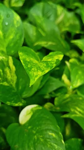 Golden pothos leaves swaying gently in the morning breeze, revealing vibrant green and yellow variegation. A peaceful, tropical scene perfect for nature, relaxation, or botanical themes.