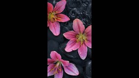 Pink lilies and black pebbles in streams of water.Beautiful vertical videos with moving water and delicate flowers.Floral wallpaper with water drops and streams. Relaxation and relaxation. - Powered by Shutterstock - Get 15% off with code: PIKWIZARD15