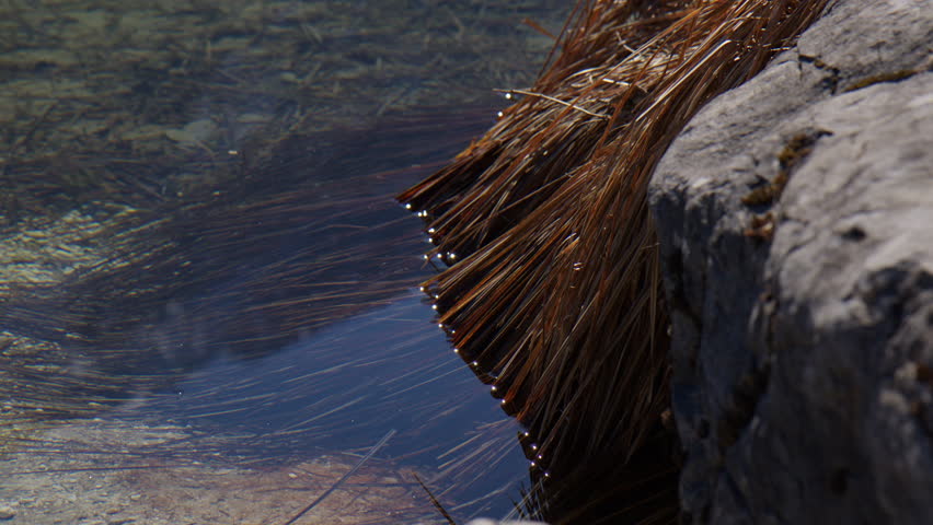 Dried Aquatic Grass Rests On The Rock By The Lakeshores. Close-up Shot