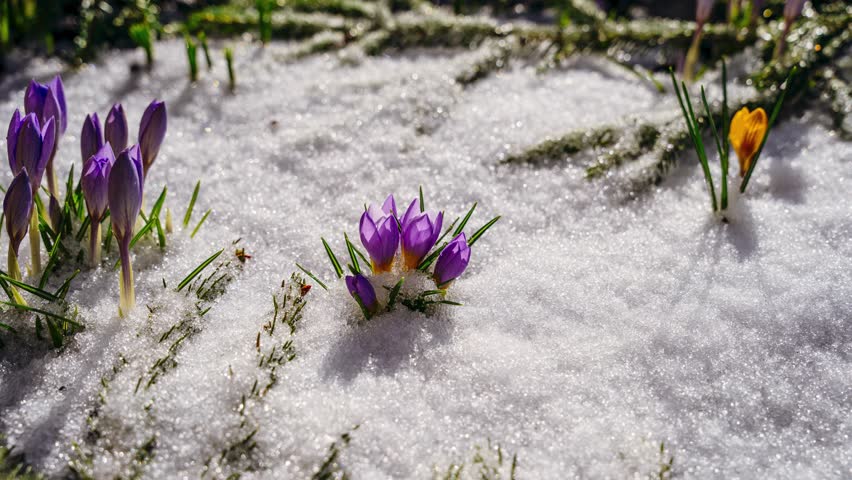 Full day timelapse with small crocus flowers blooming through melting snow in early spring sun. Garden bloom from daylight to dusk.