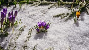 Full day timelapse with small crocus flowers blooming through melting snow in early spring sun. Garden bloom from daylight to dusk. - Powered by Shutterstock - Get 15% off with code: PIKWIZARD15