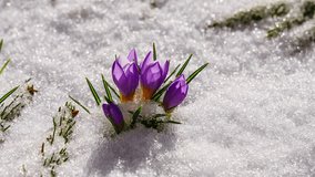 Full day timelapse of small violet crocus flower blooming through melting snow in early spring sun. Thaw in winter from day till dusk. Flower close up. - Powered by Shutterstock - Get 15% off with code: PIKWIZARD15