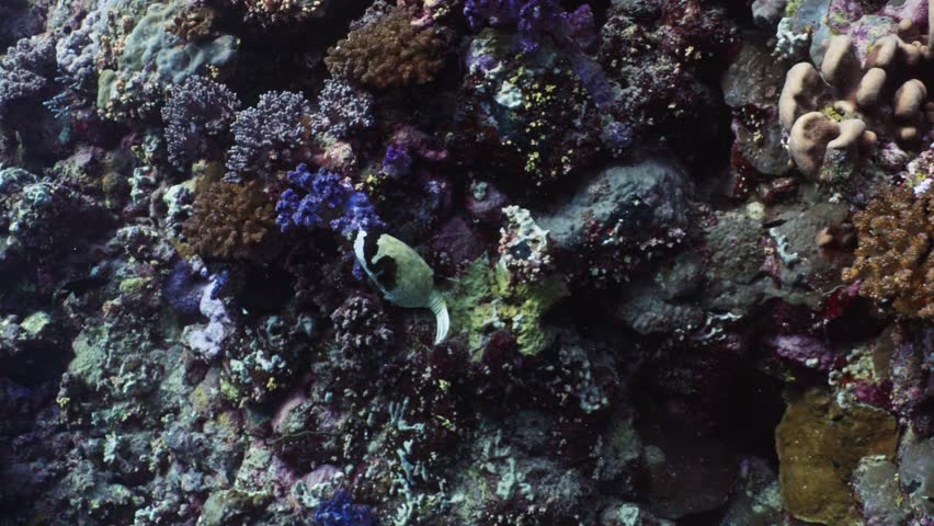 Tropical Fishes of the Red Sea 