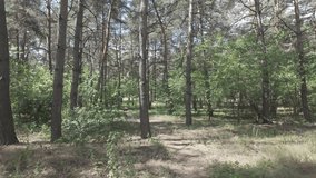 mixed forest. pine forest. walk in summer forest. hiking in nature. shadows from trees. light through tree trunks. natural nature. 4k video 23.98p. Cinema Style Log-C. video series. - Powered by Shutterstock - Get 15% off with code: PIKWIZARD15