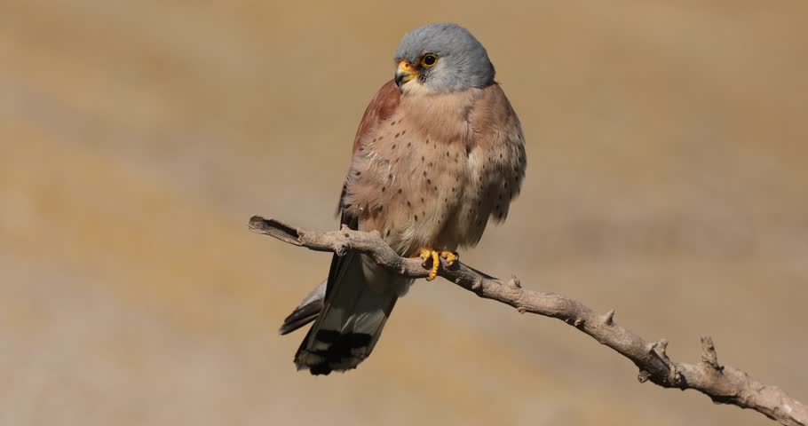 Adult male Lesser kestrel on his favorite perch in his breeding area at first light