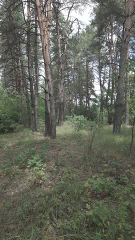 mixed forest. pine forest. walk in summer forest. hiking in nature. shadows from trees. light through tree trunks. natural nature. 4k video 23.98p. Cinema Style Log-C. video series.