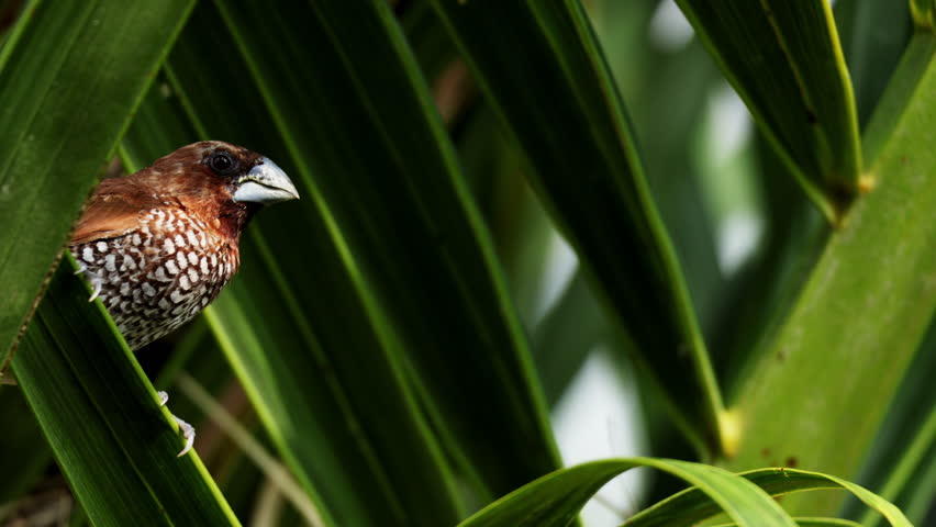 Some tropical bird is perched on palm branch at green leaves background. Ornithology, wildlife of Indonesia. Amazing scene on safari watching wild animals. Concept of wildlife, nature, africa.