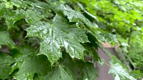 Raindrops fall on a maple leaf (4K60) - Powered by Shutterstock - Get 15% off with code: PIKWIZARD15