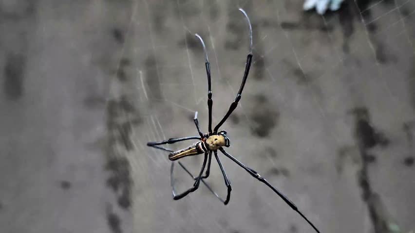 Close-up footage of a large orb-weaver spider (possibly Nephila species) suspended in the center of its web. Captured in natural outdoor lighting, the spider displays its long.