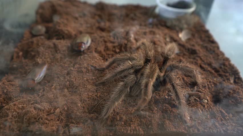 Spider Tarantula in Asia, Thailand