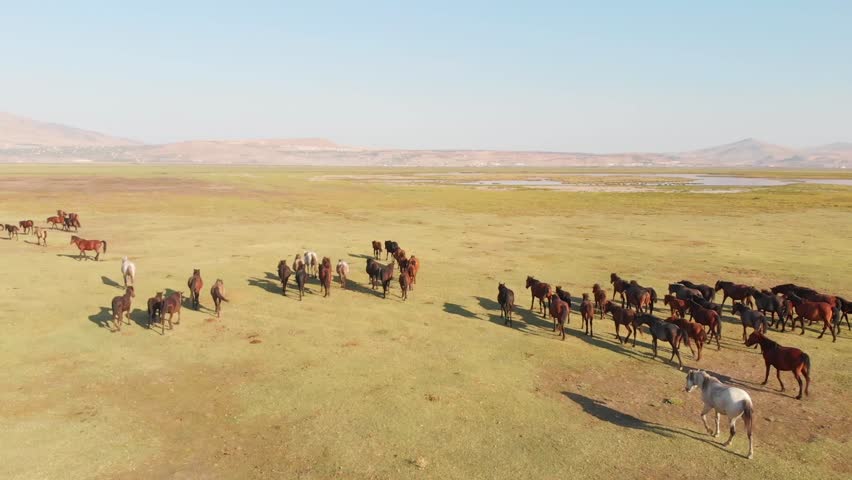 Aerial view of semi-wild brown white Yılkı horses herd walking and grazing on wide open grassland field freely in asia, symbolizing freedom, nature outdoors, rural traditions, sustainable grazing