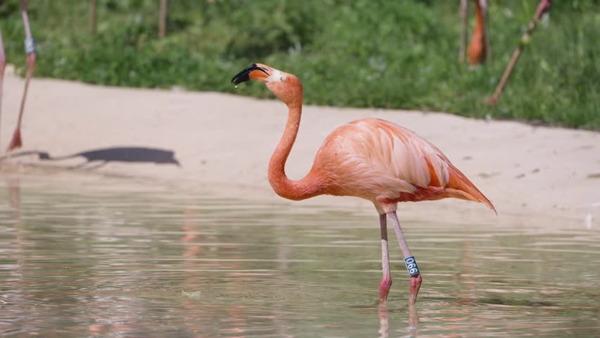 A vibrant pink flamingo with a numbered tag on its leg stands in shallow water and drinks with its head submerged, part of a flock at the Seoul Grand Park Zoo in South Korea.