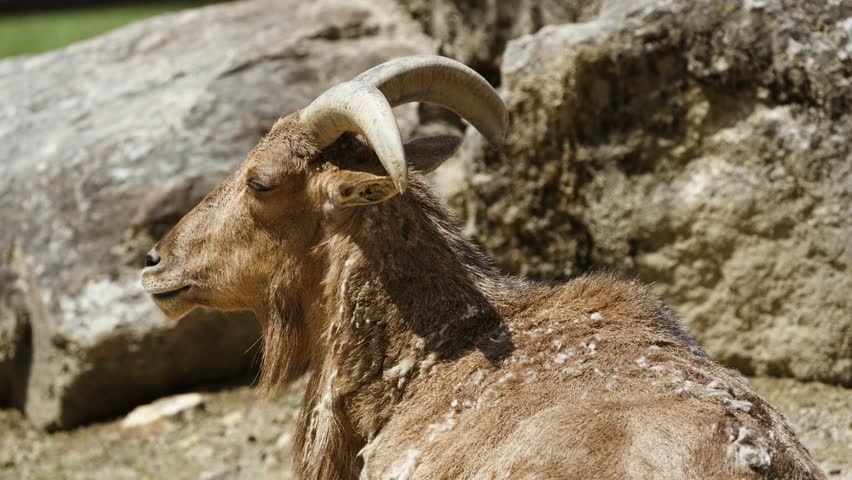 A detailed close-up portrait of a Barbary sheep (Ammotragus lervia) resting, showcasing its large curved horns and shaggy brown coat against a rocky mountain background.