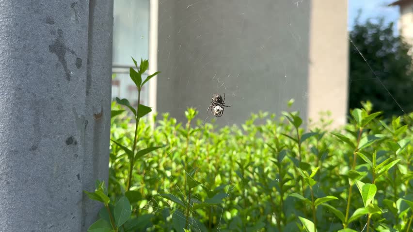 European garden spider Araneus diadematus with prey in web outdoors video