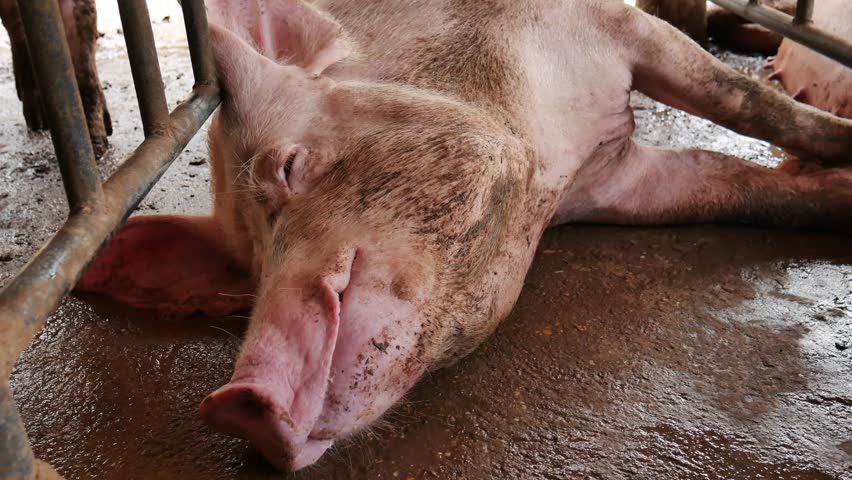 Portrait of cute breeder pig with dirty snout, Close-up of Pig