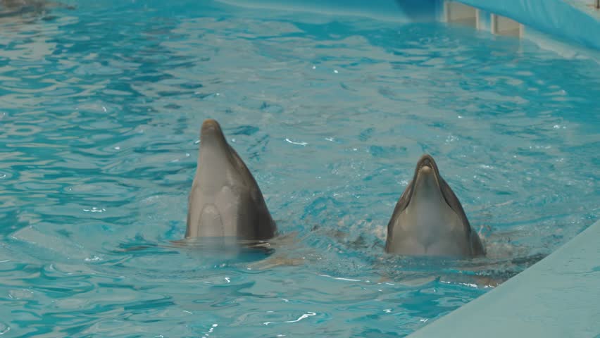 Joyful dolphins swimming playfully in bright blue water creating beautiful splashes and showcasing their agile movements against a sunlit backdrop