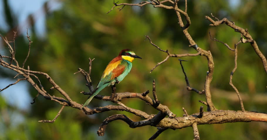 European bee eater (Merops apiaster), perched on branches. The Camargue, Southern France.