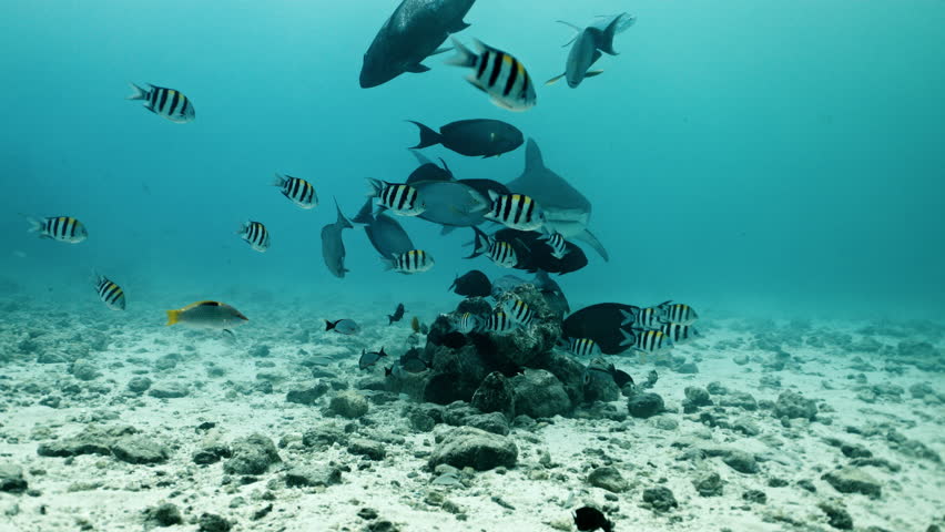 Amazing closeup tiger sharks with sharp teeth swimming underwater on coral reef ocean of Borneo. Shark diving tourism. Divers feed school of sharks. Marine wild dangerous underwater predators of Bali