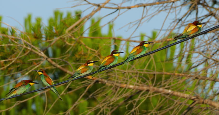 Group of European bee eaters (Merops apiaster), perched on a cable. The Camargue, Southern France.