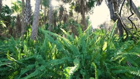Florida subtropical jungles with green palm trees and wild vegetation in southern USA. Dense rainforest ecosystem - Powered by Shutterstock - Get 15% off with code: PIKWIZARD15