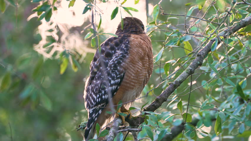 Majestic red-shouldered hawk sitting alert on a tree limb in a vibrant summer forest, ready to strike at any sign of prey