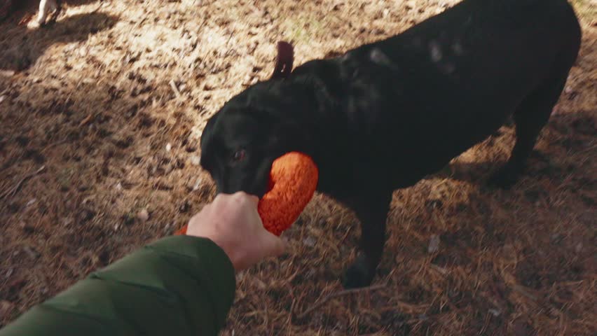 A joyful black dog runs through a forest, eagerly playing with a bright orange toy during a sunny afternoon. The playful interaction showcases the bond between pet and owner while enjoying nature.