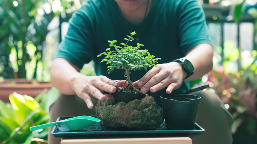 Gardener planting bonsai tree into stone pot during vacation, enjoying peaceful urban garden and hobby lifestyle.