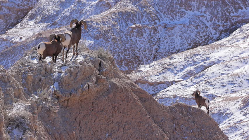 Wild Bighorn Sheep in the rugged landscape of Badlands National Park, South Dakota in the winter.