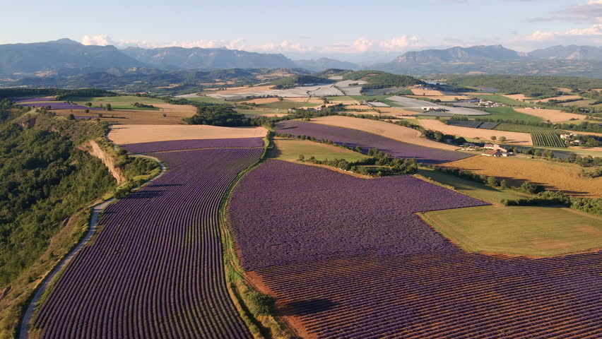 Aerial view of lavender fields in Provence at sunset. Summer in the countryside of Alpes-de-Haute-Provence (Alps), France