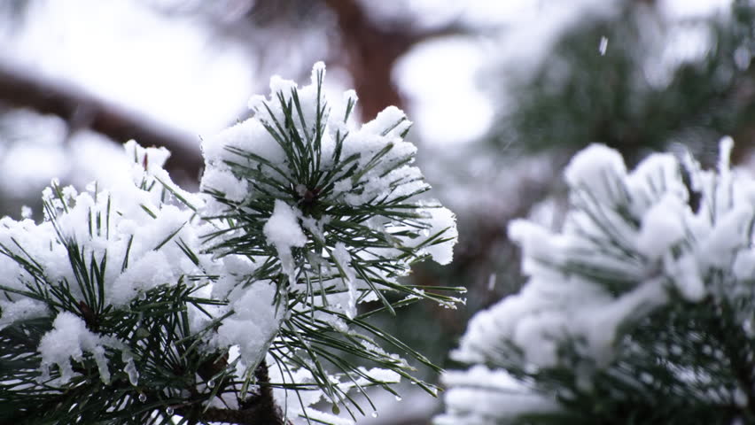 Beautiful winter scenery with snow falling on a tree branch close-up.
