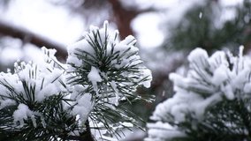 Beautiful winter scenery with snow falling on a tree branch close-up. - Powered by Shutterstock - Get 15% off with code: PIKWIZARD15