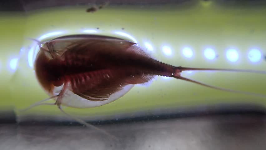 Tadpole shrimp on a microscope glass