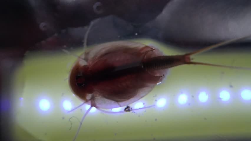 Tadpole shrimp on a microscope glass