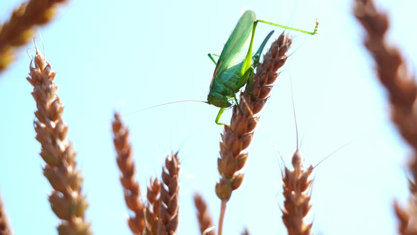 A green grasshopper sitting on a young wheat stalk. Close-up view of insect resting on fresh wheat plant, symbolizing biodiversity, rural nature, and ecological balance.