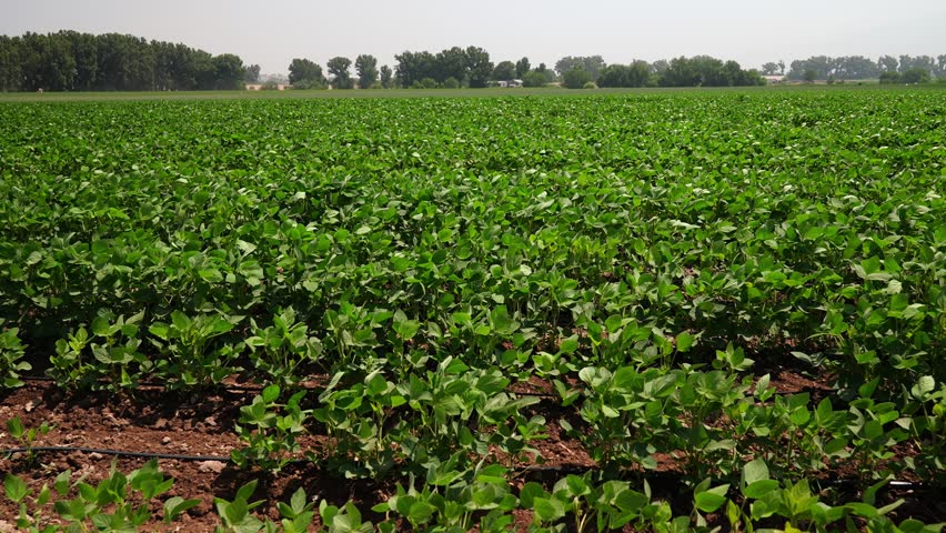 A lush green soybean field during the ripening stage. Young soy plants growing under sunlight, symbolizing organic farming, sustainable agriculture, and healthy crop production. 