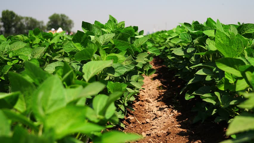 A lush green soybean field during the ripening stage. Young soy plants growing under sunlight, symbolizing organic farming, sustainable agriculture, and healthy crop production. 