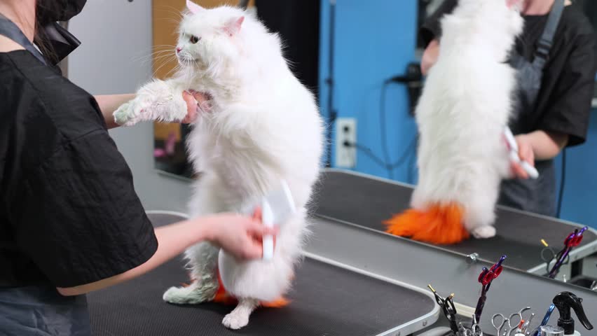 Groomer combing a white cat with a special pet grooming brush