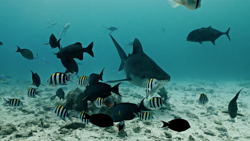 Amazing closeup tiger sharks with sharp teeth swimming underwater on coral reef ocean of Borneo. Shark diving tourism. Divers feed school of sharks. Marine wild dangerous underwater predators of Bali