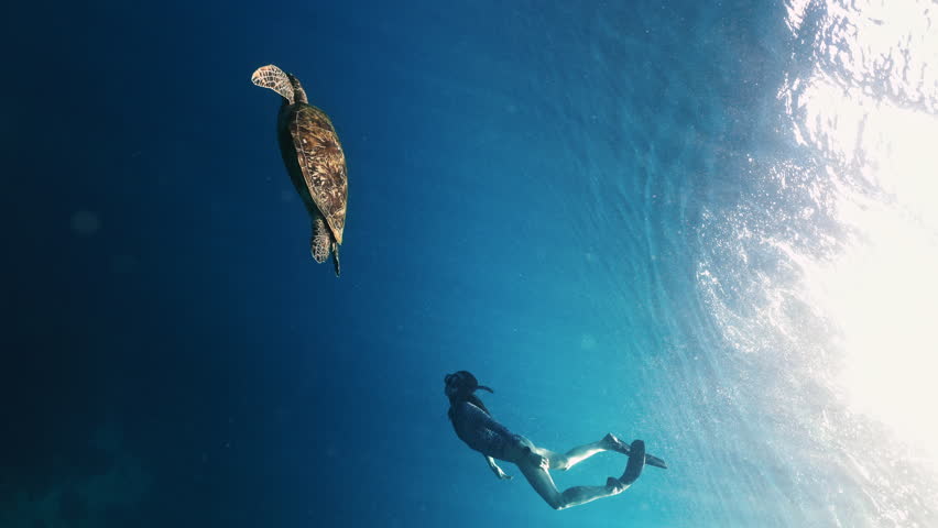 Cinematic Turtle slowly swimming relaxed empty clear blue ocean, woman freediver looking observe corals in open sea with sun rays. bali indonesia gili island underwater snorkel snorkelling marine life