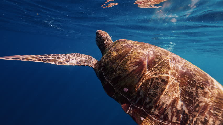 Cinematic Turtle slowly swimming relaxed empty clear blue ocean taking breath swim from coral to open sea with sun rays. bali indonesia gili islands underwater snorkel snorkelling marine life