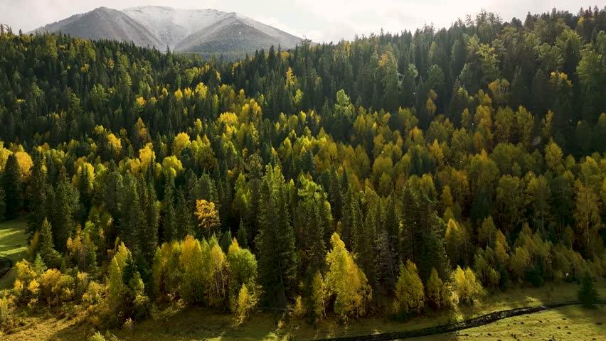 An expansive autumn forest with vibrant yellow and green trees stretches towards a majestic snow-capped mountain range under a cloudy, dramatic sky